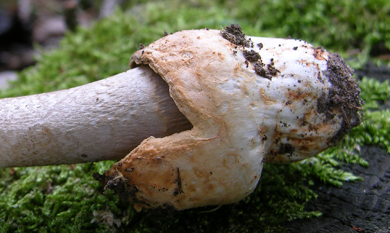 Amanita umbrinolutea o ochraceomaculata?